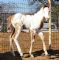 Heza Kid For Sure x Gold Primadonna